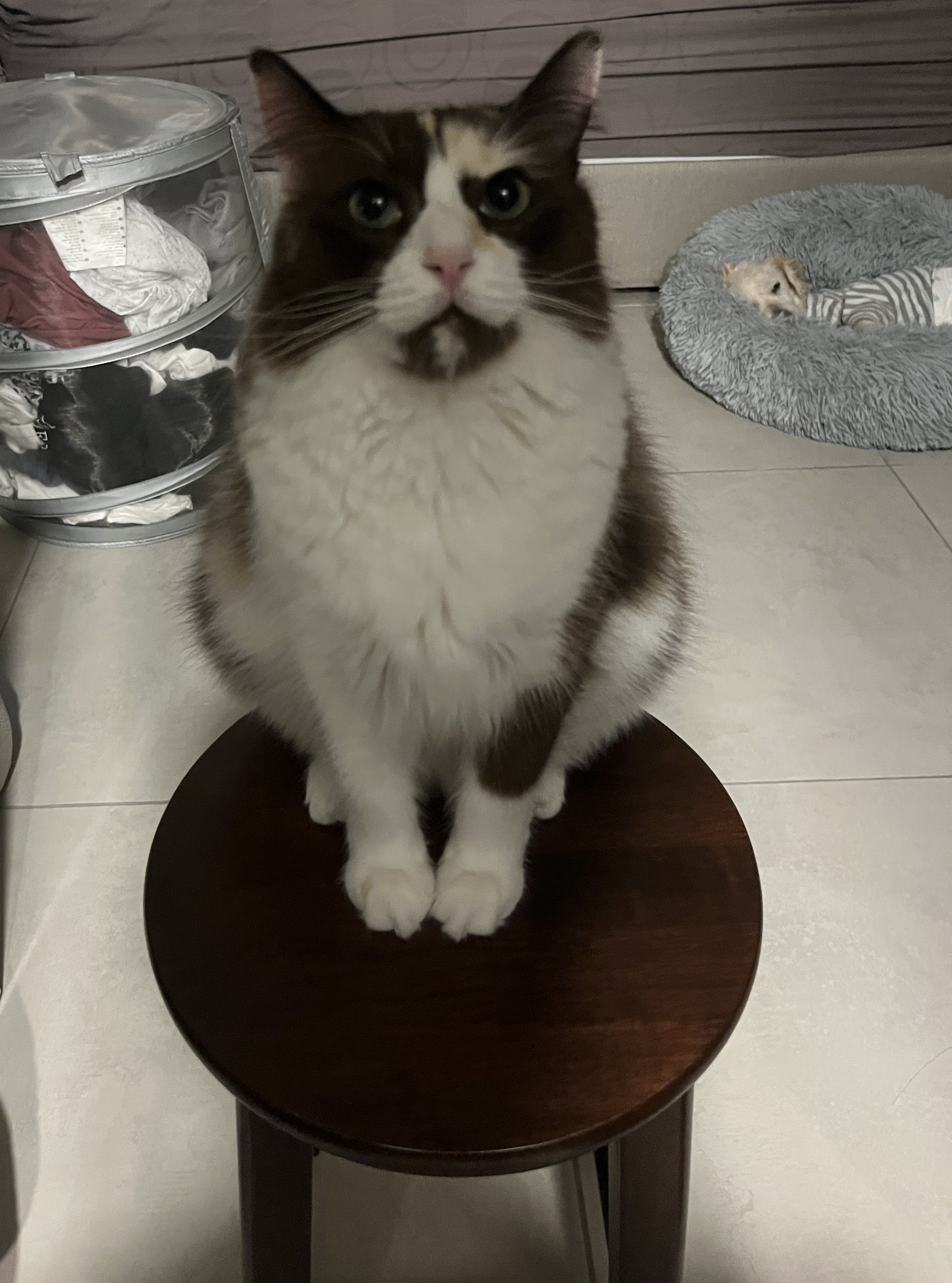 el cat